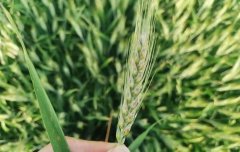 ！2025年全国农做物严沉病虫势严峻