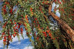 格尔木：打制绿色无机农畜产物输出地的“奋进