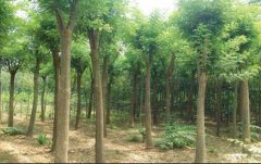 山东威海环翠区苗木种植-详情引见