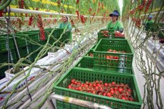 科技感满满！山东莱西农业“智”富新径