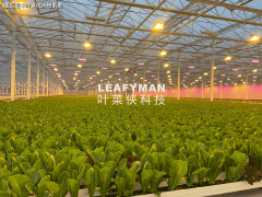 NFT 水培系统：多地域合用的高效种植方案