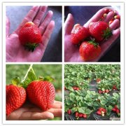 鄂尔多斯伊金霍洛旗隋珠草莓苗种植时间今日一