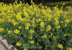 春季南方常见曾大面积种植现在正在农田不见踪