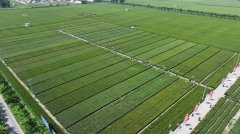 一号文件落实看下层丨“种粮一体化”串起现代