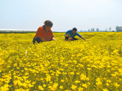 特色农业 帮农增收