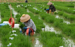 <b>攥紧种子拆满粮 中国饭碗里的种业新质出产力</b>