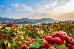 齐鲁特色农产闪烁！凤凰创意集团帮力第32届山东