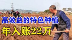 <b>农村搞什项目最挣钱</b>