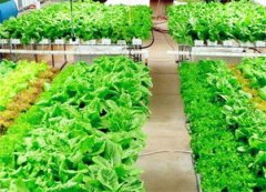 现正在农业项目什么最赔本